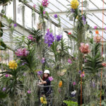 Kew Gardens Annual Orchid Show