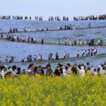 JAPAN-TOURISM-FLOWERS