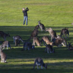 Canguri al pascolo al Gold Creek Golf Club a Canberra, in Australia