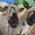 Sfilata di pecore al 122esimo Devon County Show a Clyst St. Mary, Devon, Inghilterra.