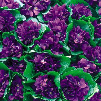 Violette, semplici e chic