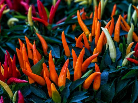 Peperoncino: bello e buono non solo in cucina