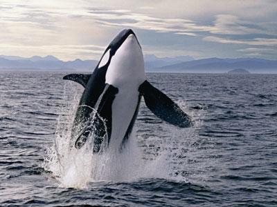 In Norvegia per incontrare le orche