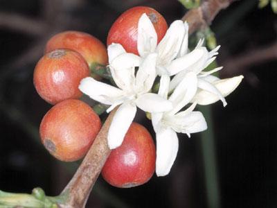 Piante esotiche da salotto