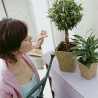 Così le piante stanno al fresco