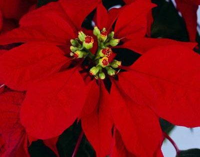 Come Si Conserva La Stella Di Natale.Conserva I Fiori Delle Feste Natalizie
