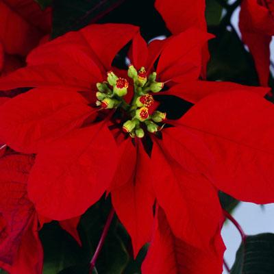Conserva i fiori delle feste natalizie