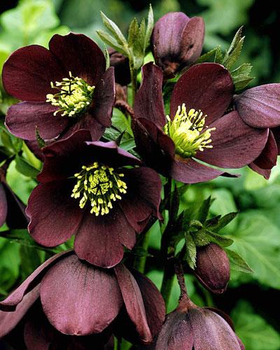 I fiori alla moda? Sono dark