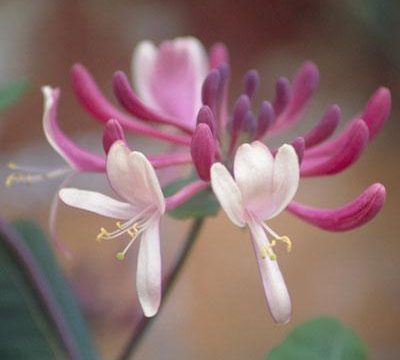 Un bel pergolato di fiori