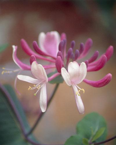 Un bel pergolato di fiori