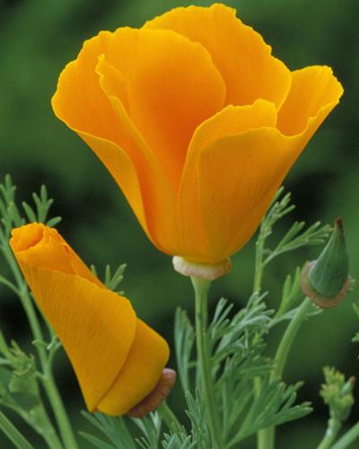 A questi fiori piace il caldo