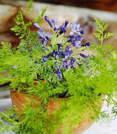 Felci, le belle ombrose