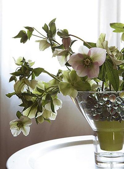 È così bello l'elleboro