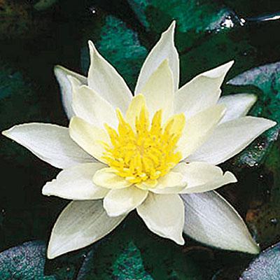Quei fiori a fior d'acqua