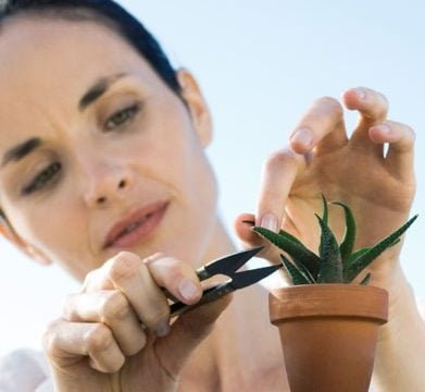 Le piante grasse che fanno bella l'estate