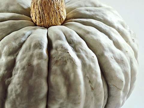 Zucca in cucina: cosa c'è da sapere