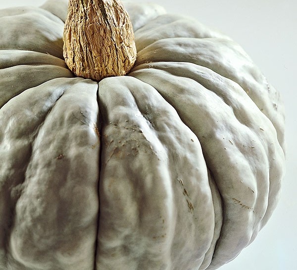 Zucca in cucina: cosa c'è da sapere