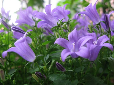Piante fiorite da tenere in casa: ecco come si fa