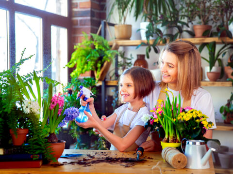 Piante fiorite da tenere in casa: quali scegliere e come curarle