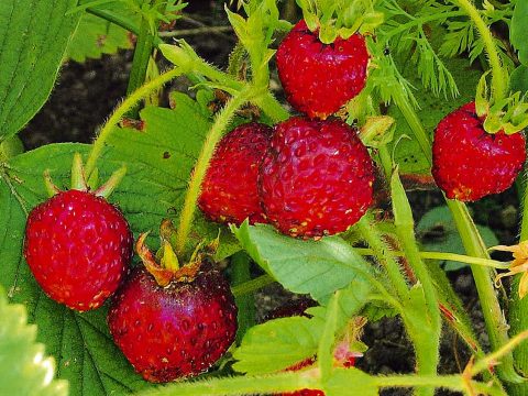 Fragoline di bosco nel tuo orto