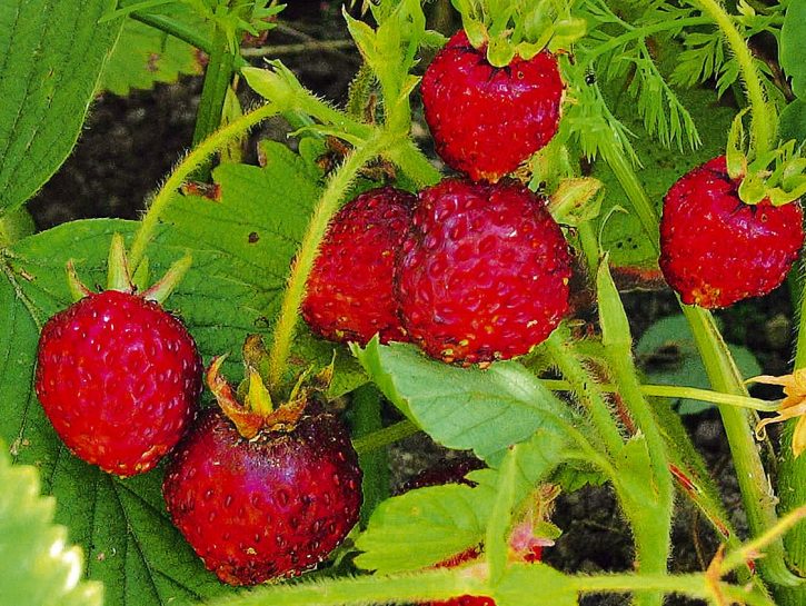 Fragoline di bosco nel tuo orto