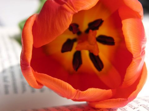Un anno senza sesso per trovare l’amore