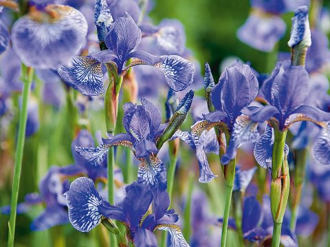 Iris: come coltivarli e curarli per avere fiori tutto l'anno