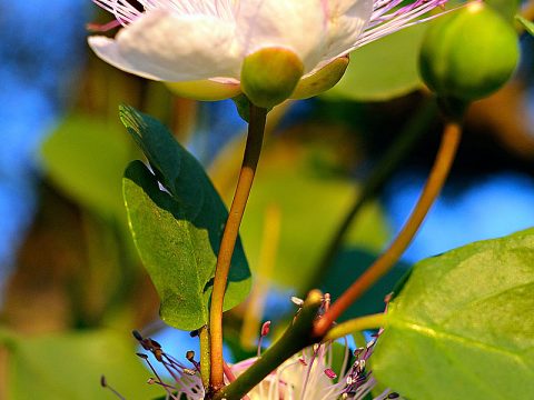 Raccogli le piante aromatiche