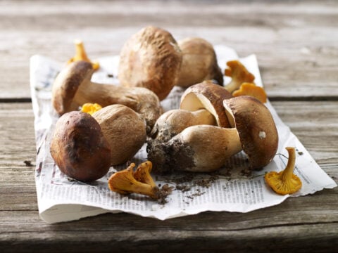 Funghi: come riconoscerli, pulirli e cucinarli