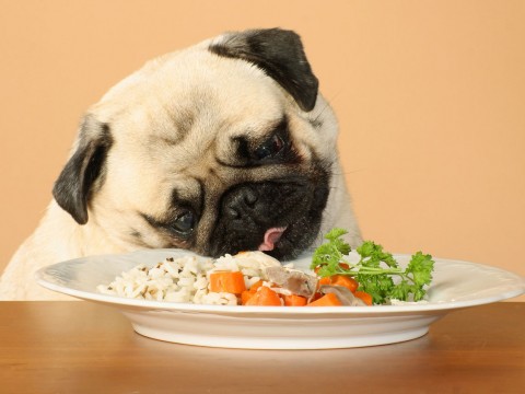 Cani che rubano il cibo dalla tavola: una ricerca ci spiega come educarli