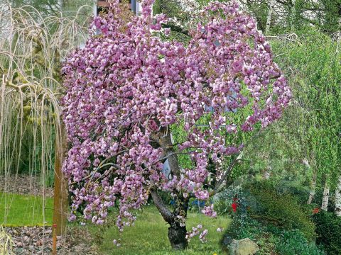 Verde e fiori a cascata con le piante piangenti