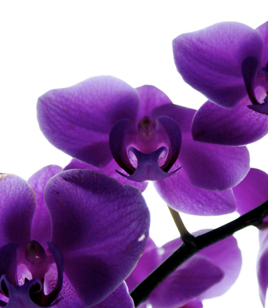 Il significato dei fiori in amore