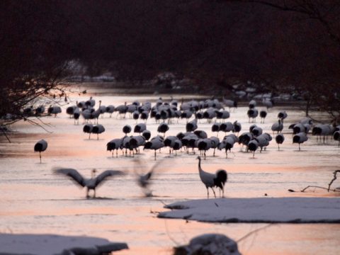 Giappone, foto dal paradiso di Hokkaido