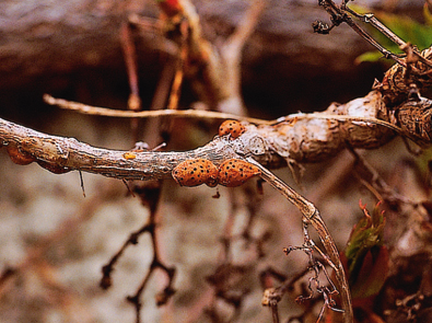 Cocciniglie all'attacco