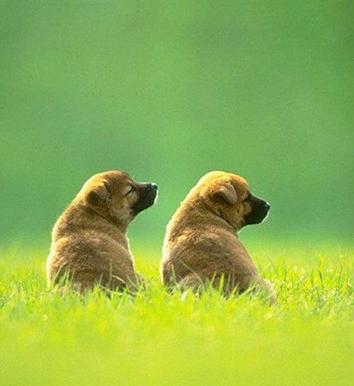 Se al parco il cane rischia