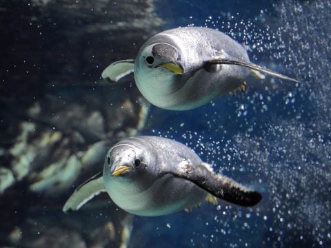 In gita all’Acquario di Genova