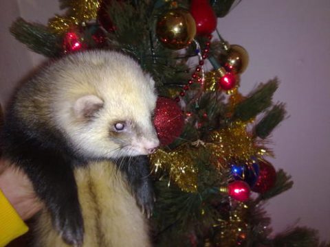 Animali sotto l'albero
