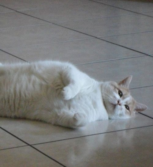 Chaky