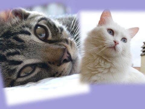 La pet gallery della settimana - 19 gennaio
