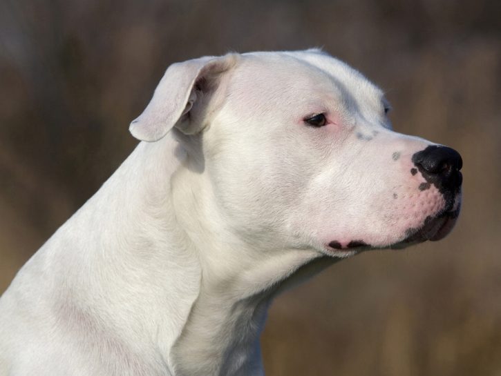 Se il cane morde, è colpa nostra
