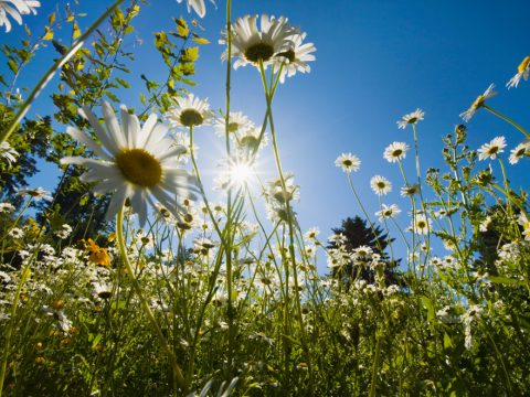 I colori della primavera nel mondo