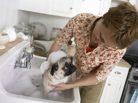 Cani e gatti perdono il pelo: che cosa fare