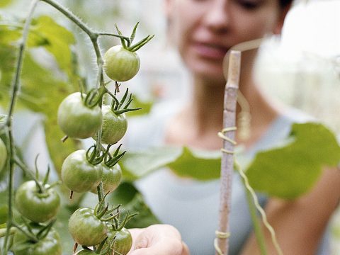 È l’ora di coltivare i pomodori