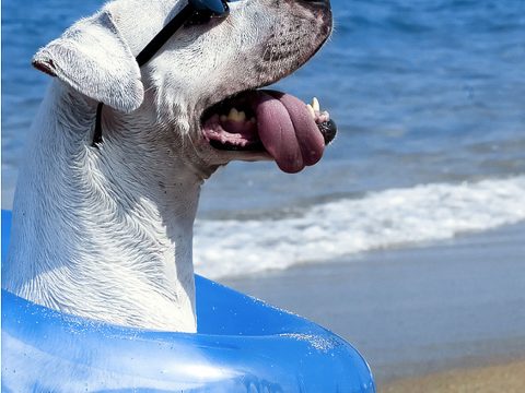 Come proteggere il cane dal sole