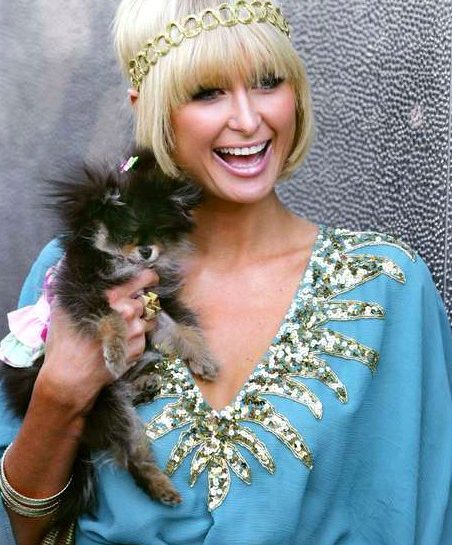 Toy dog: Paris Hilton