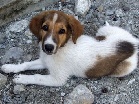 Animali cercano casa