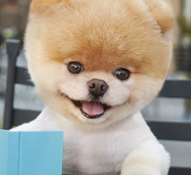 Il libro sul cane più bello del mondo: Boo