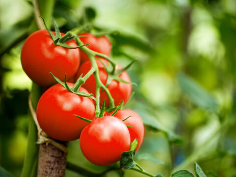 Licopene: dal pomodoro un potente antiossidante