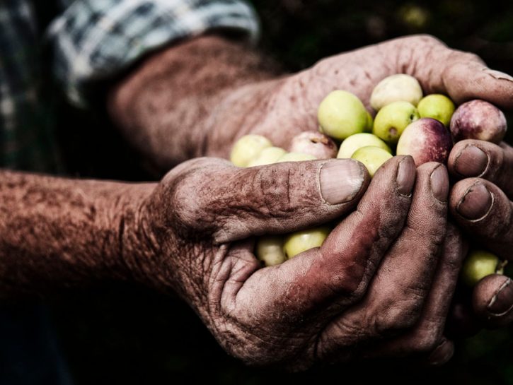 Pantelleria: raccolta delle olive  