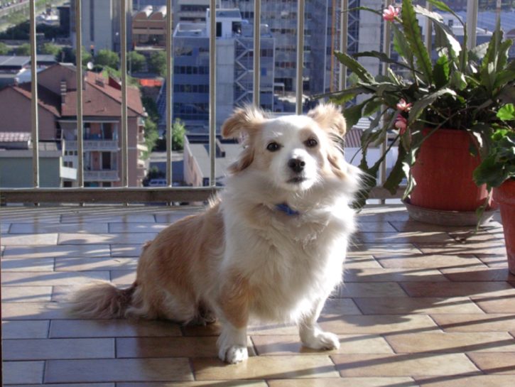 Lulù